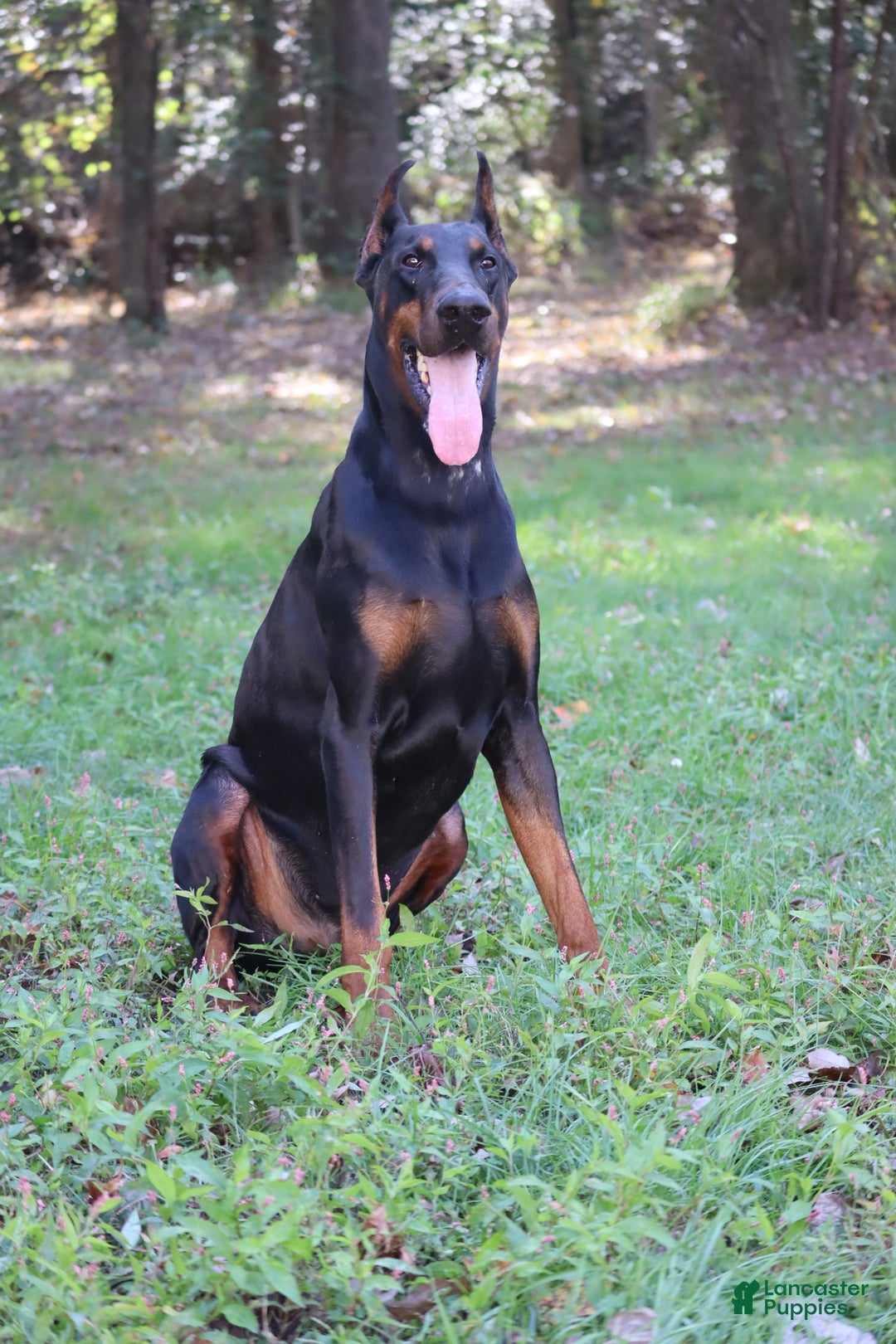 Doberman Pinscher dogs for sale: Scarlet - Ad 7