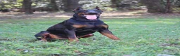 Doberman Pinscher dogs for sale: Scarlet - Ad 7