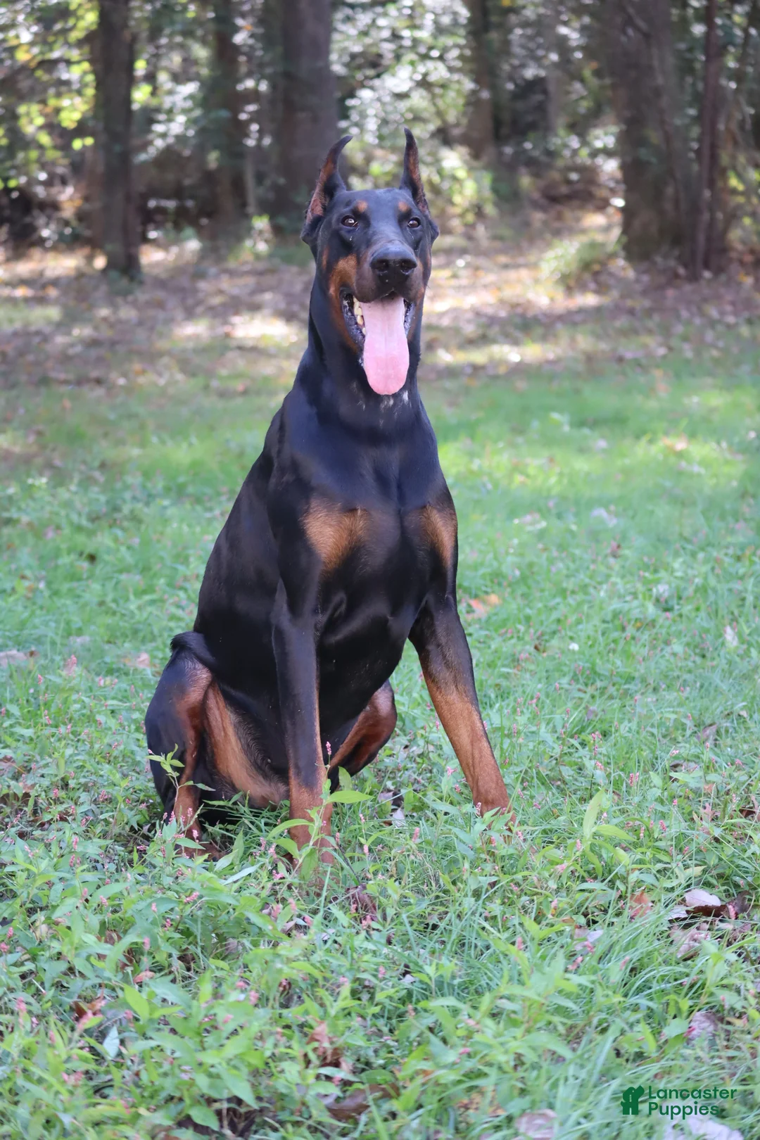 Doberman Pinscher dogs for sale: Scarlet - Ad 7