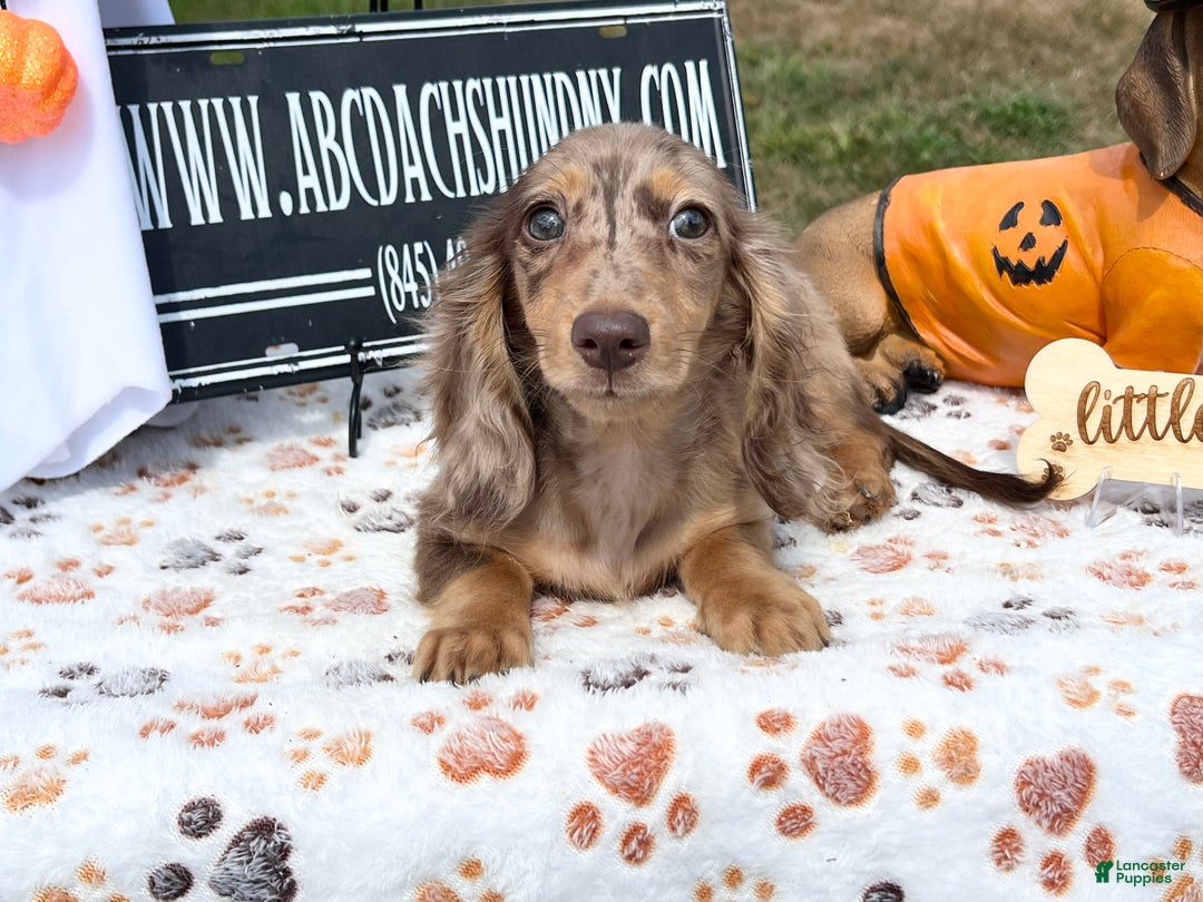 Miniature Dachshund dogs for sale: Miniature Dachshund dapple - Ad 4