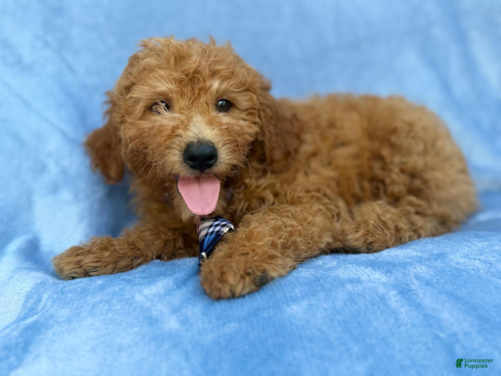Mini Goldendoodle dogs Dash - Ad 2