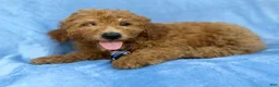 Mini Goldendoodle dogs for sale: Dash - Ad 2