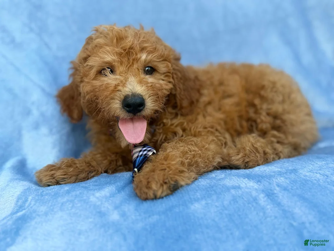 Mini Goldendoodle dogs for sale: Dash - Ad 2