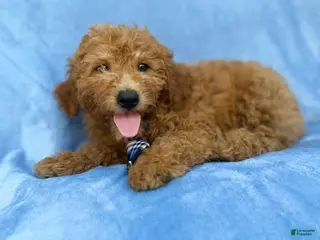 Mini Goldendoodle dogs Dash - Ad 2