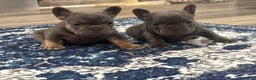 French Bulldog dogs for sale: French Bulldog Puppy 1 - Ad 13