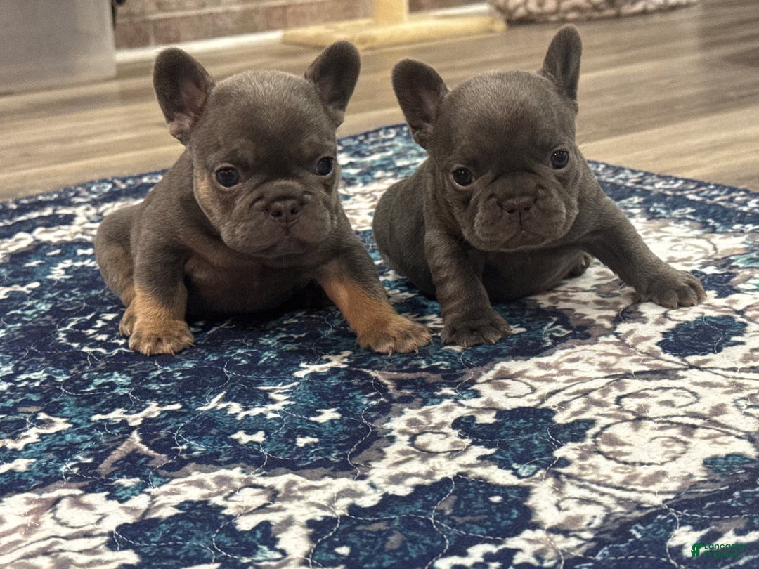 French Bulldog dogs for sale: French Bulldog Puppy 1 - Ad 13