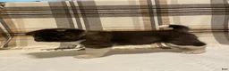 Akita dogs for sale: Thor  - Ad 6
