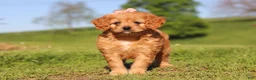 Cavapoo dogs for sale: Elsa - Ad 9