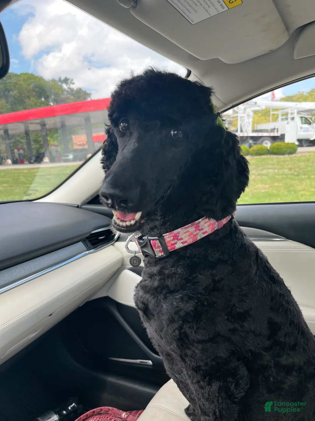 Aussiedoodle dogs for sale: Scarlet  - Ad 7