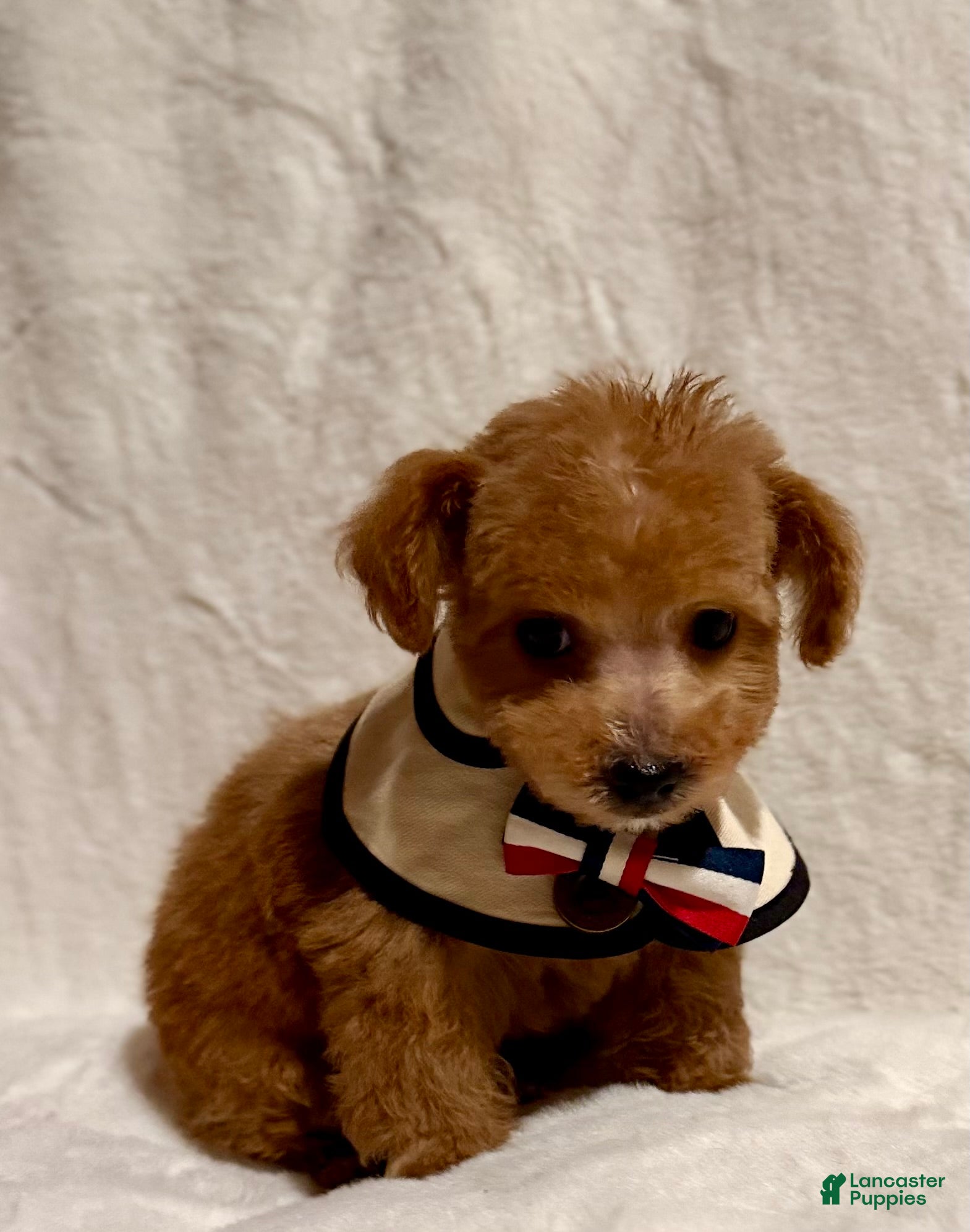 Toy Poodle dogs for sale: Junior male Poodle - Ad 1