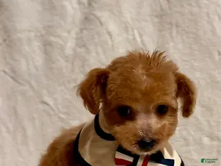 Toy Poodle dogs Junior male Poodle - Ad 8