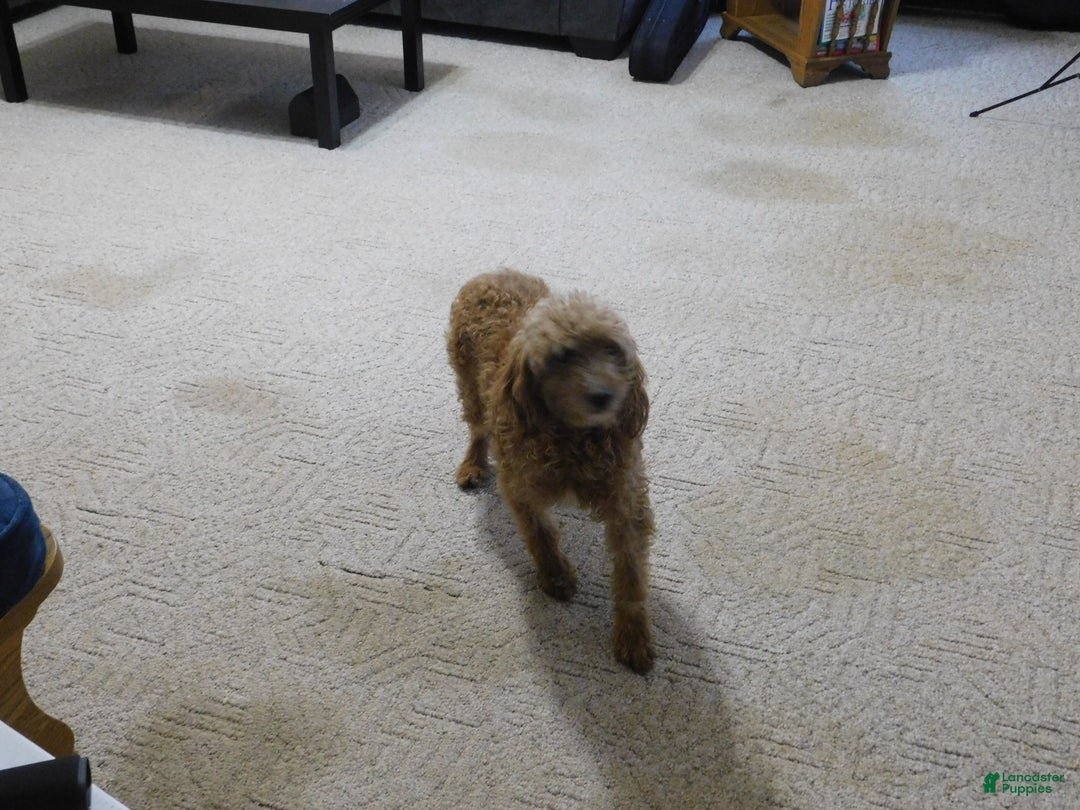 Mini Goldendoodle dogs for sale: Sammie - Ad 13