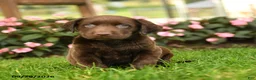 Labrador Retriever dogs for sale: Scout - Ad 1