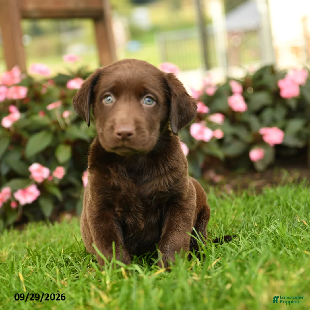 Labrador Retriever dogs for sale: Scout - Ad 1