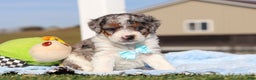 Mini Bernedoodle dogs for sale: Elmo - Ad 2