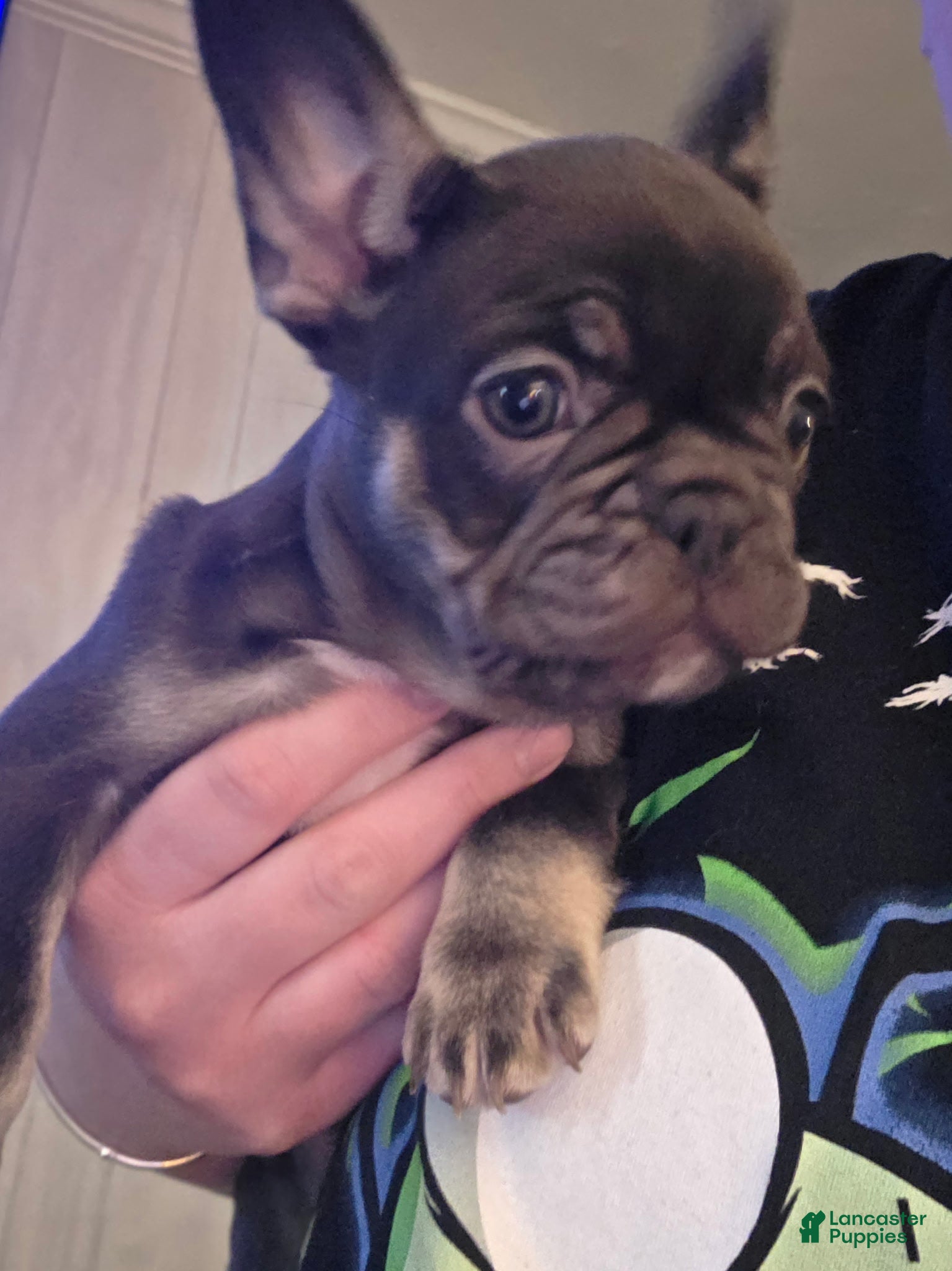 French Bulldog dogs Kiwi - Ad 2