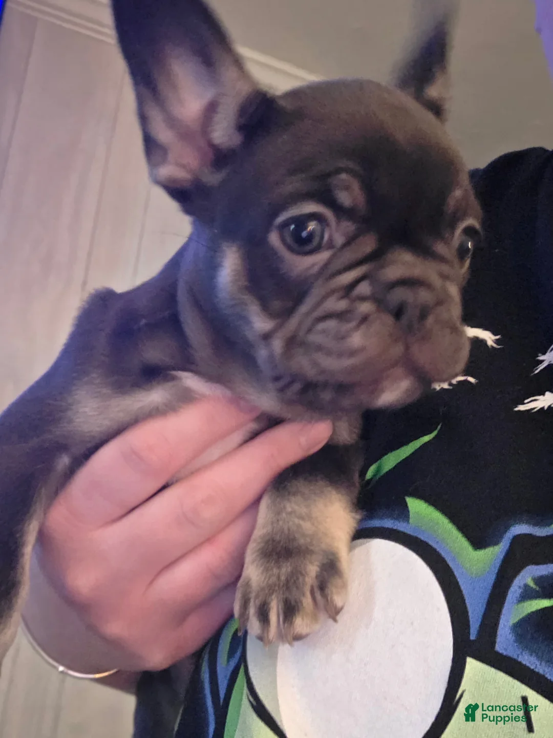 French Bulldog dogs for sale: Kiwi - Ad 2