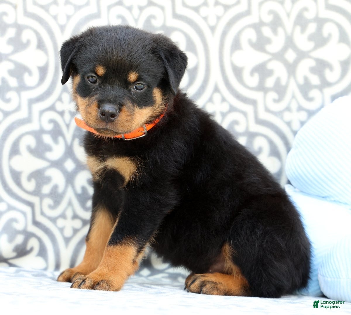 Rottweiler dogs Tango - Ad 1