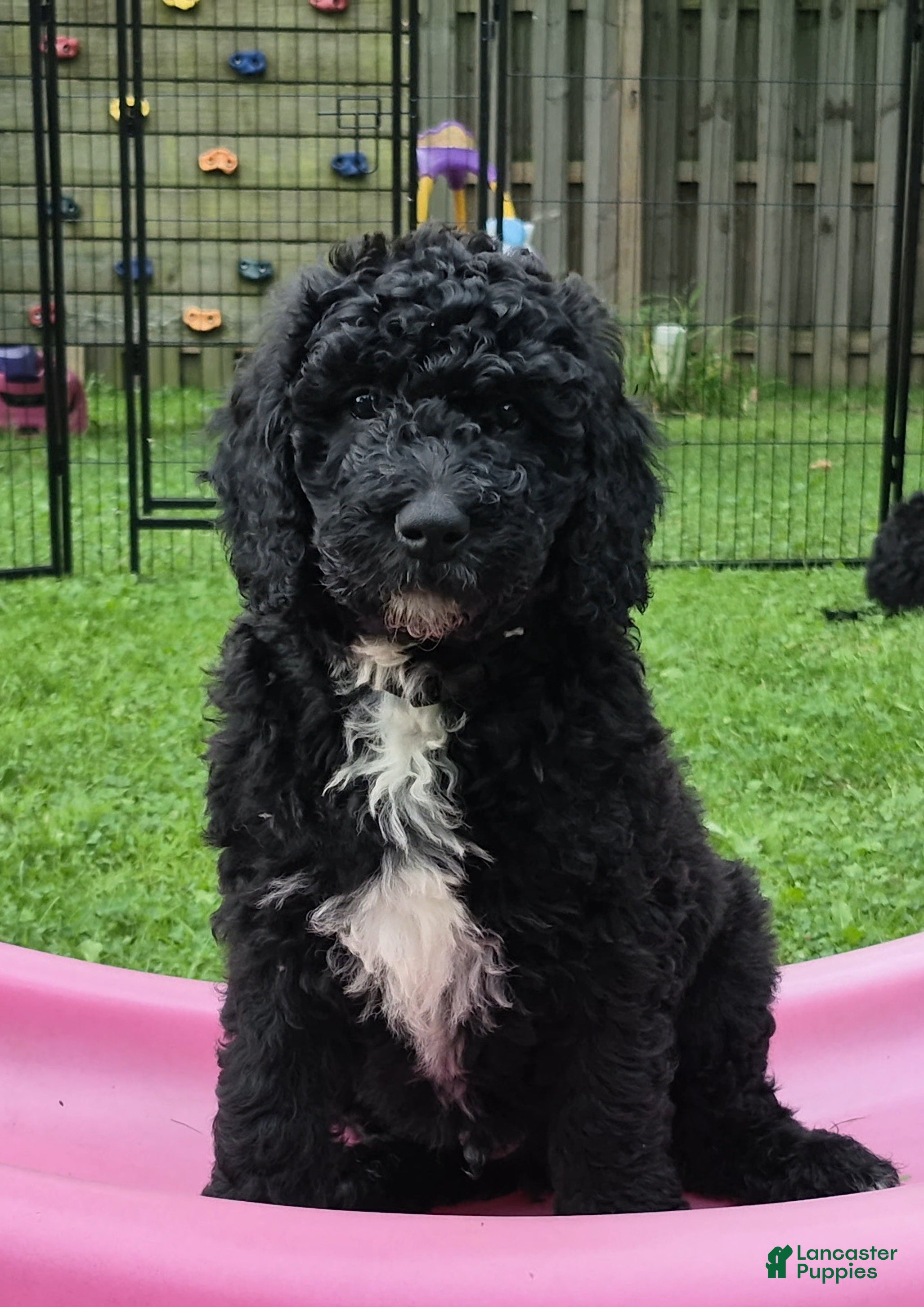 Mini Sheepadoodle dogs Cooper - Ad 2