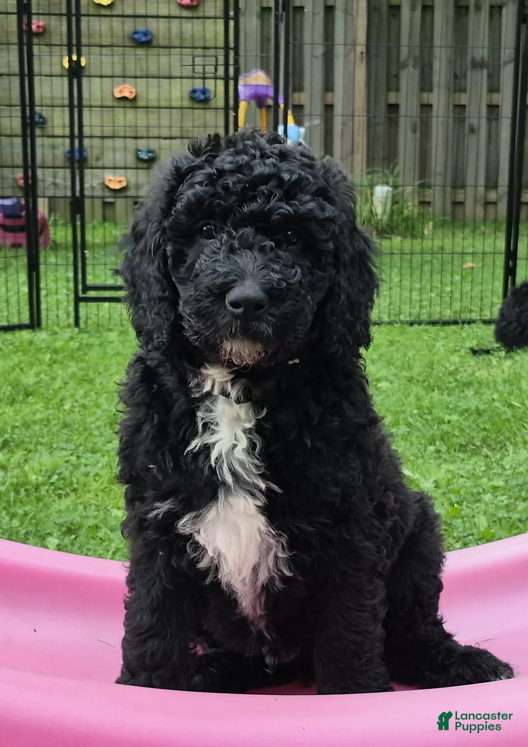 Mini Sheepadoodle dogs for sale: Cooper - Ad 2