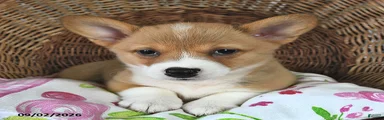 Kim 