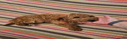 Mini Goldendoodle dogs for sale: Ace - Ad 21
