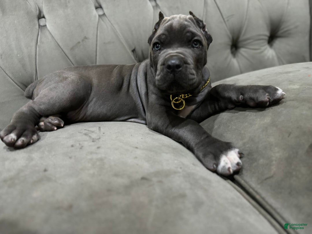 Gallery Image {{count}}