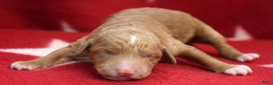Micro Goldendoodle Puppy 4