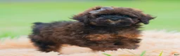 Toy Poodle dogs for sale: Pumpkin - Ad 4