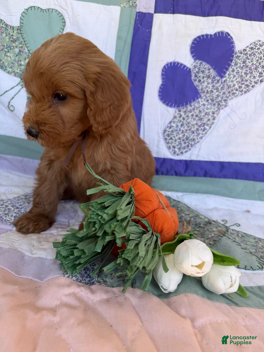 Mini Goldendoodle dogs for sale: Mini Goldendoodle Puppy 6 - Ad 2