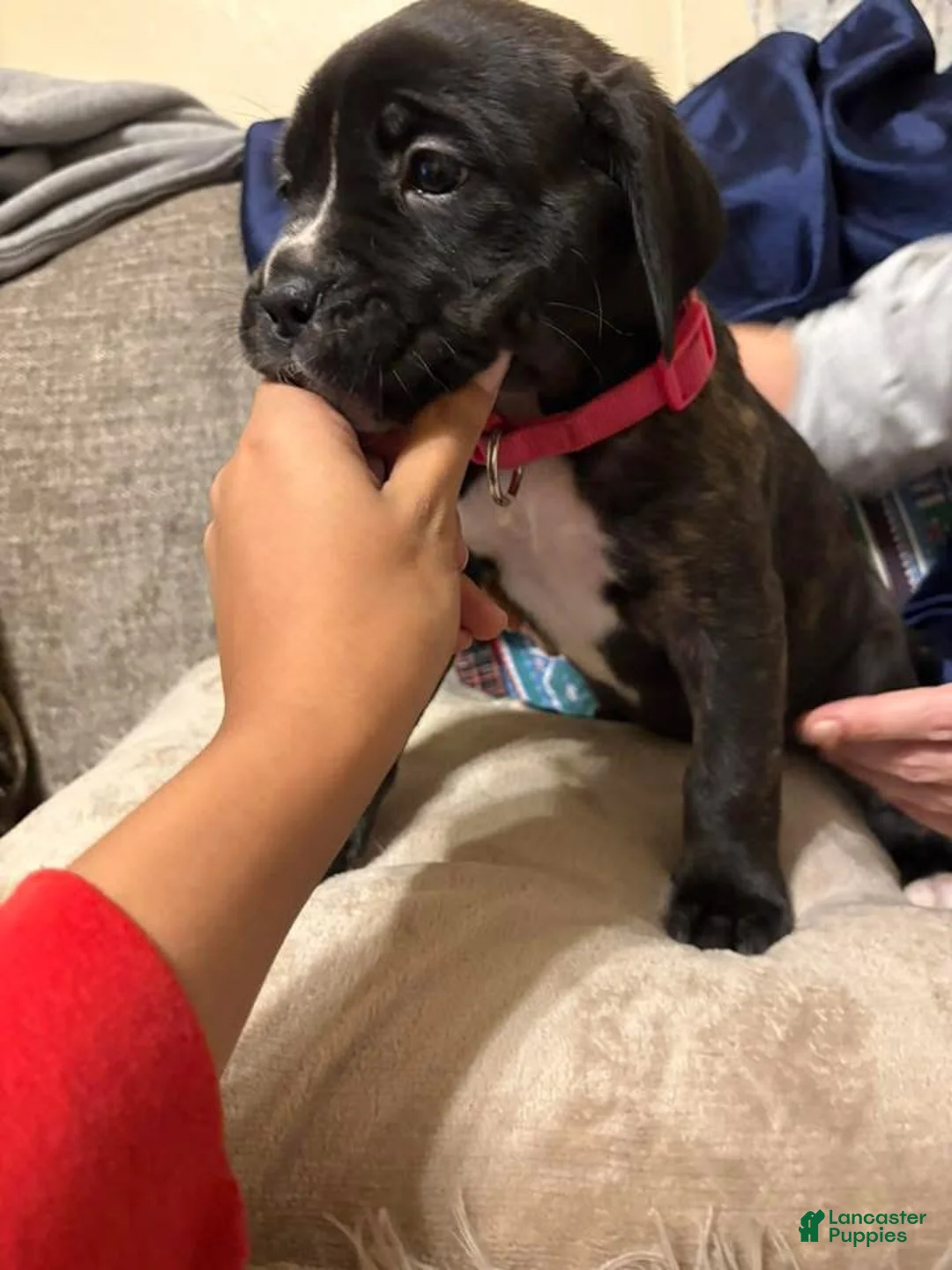 Cane Corso dogs for sale: Cane Corso Puppy 7 - Ad 1