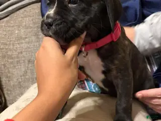 Cane Corso dogs Cane Corso Puppy 7 - Ad 42