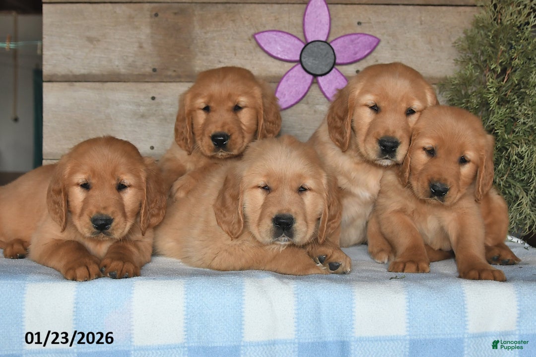 Golden Retriever dogs for sale: Benny - Ad 3
