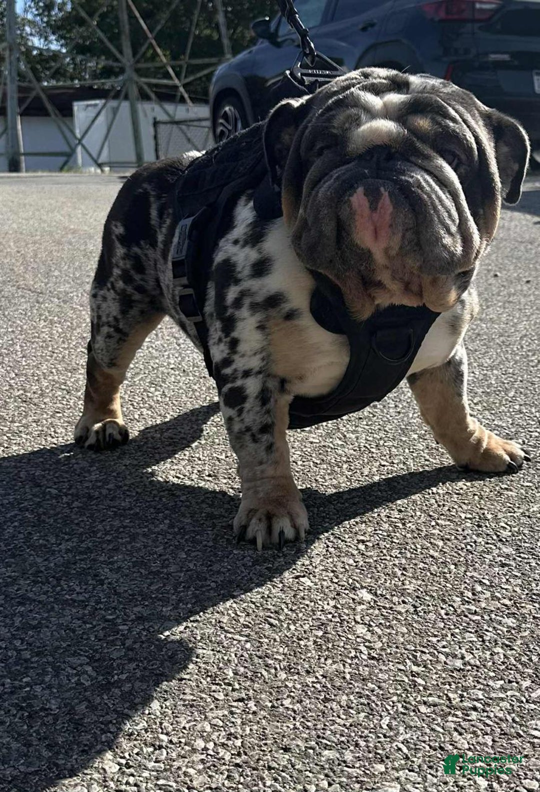 English Bulldog dogs for sale: Grizz - Ad 4