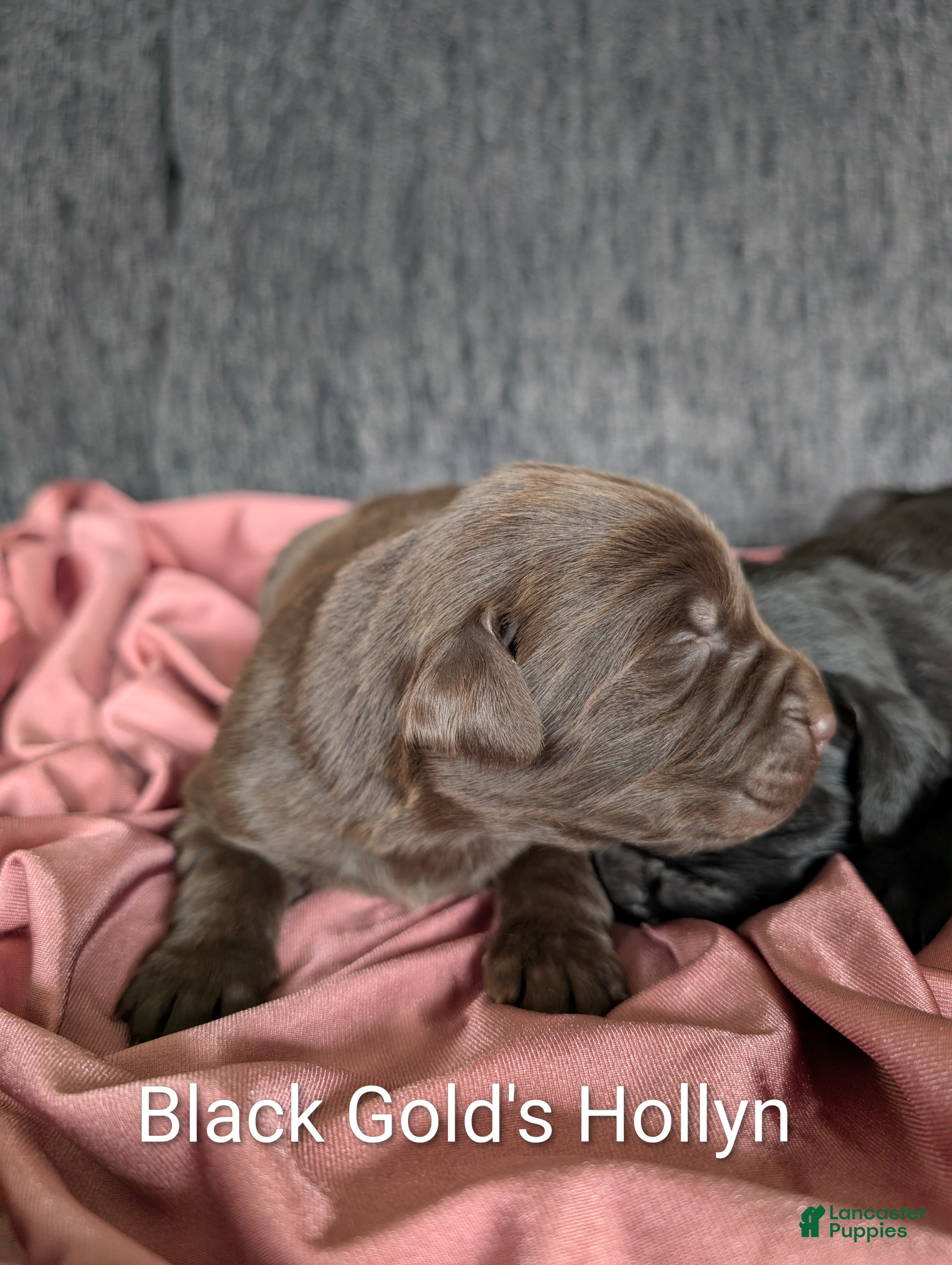 Newfoundland dogs Hollyn - Ad 22