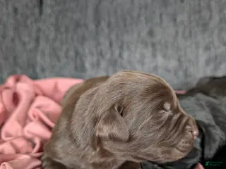 Newfoundland dogs Hollyn - Ad 17