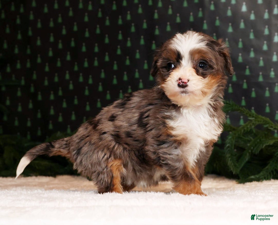 Mini Bernedoodle dogs for sale: Angel - Ad 5