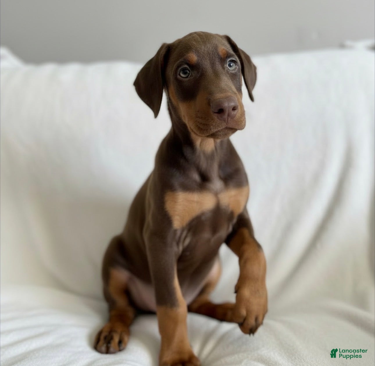 Doberman Pinscher dogs Apollo- NOT AMISH - Ad 3