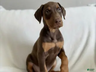 Doberman Pinscher dogs Apollo- NOT AMISH - Ad 3