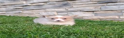 Welsh Corgi Pembroke dogs for sale: Welsh Corgi Pembroke 5 - Ad 4