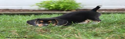 Beagle dogs for sale: Rosie - Ad 4