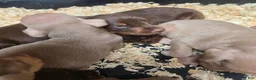 Doberman Pinscher dogs for sale: Doberman Pinscher 2 - Ad 5
