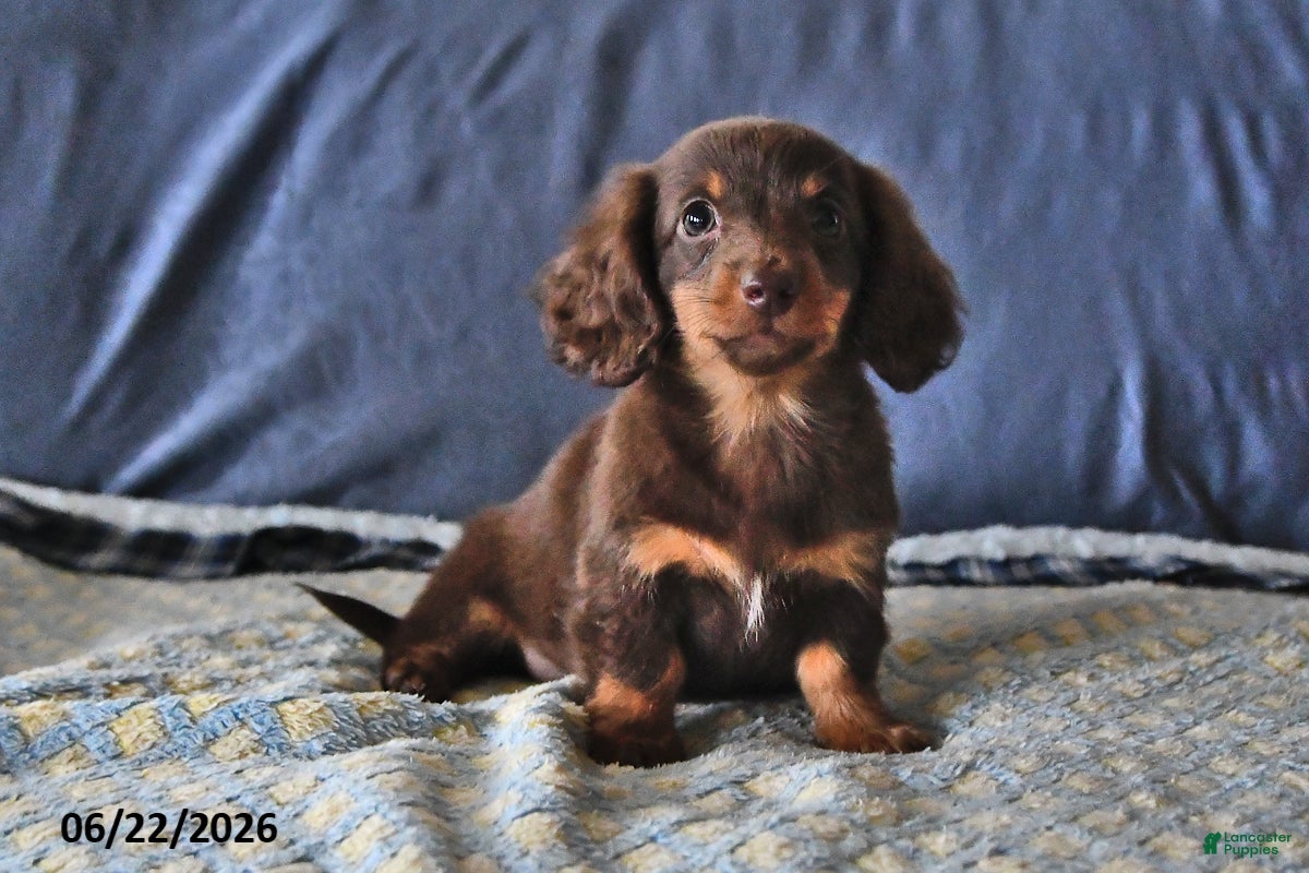 Miniature Dachshund dogs Cocoa - Ad 2