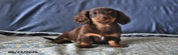 Miniature Dachshund dogs for sale: Cocoa - Ad 2