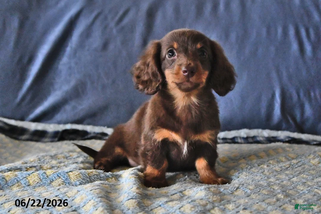 Miniature Dachshund dogs for sale: Cocoa - Ad 2