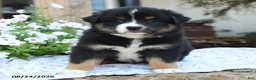 Miniature Australian Shepherd dogs for sale: Winston - Ad 5