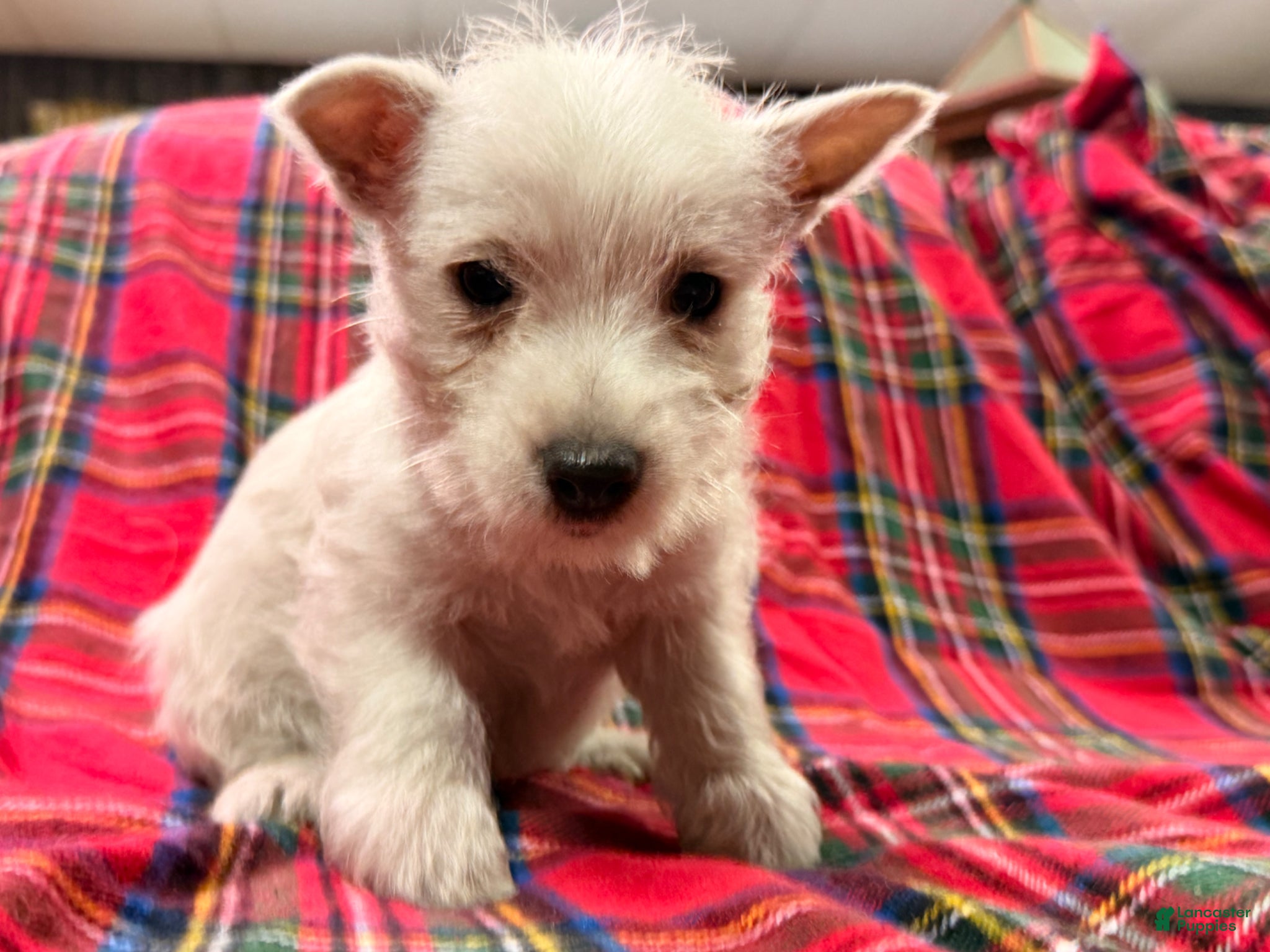 West Highland Terrier dogs for sale: Cady - Ad 4
