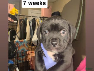 Cane Corso dogs Cane Corso Puppy 4 - Ad 3