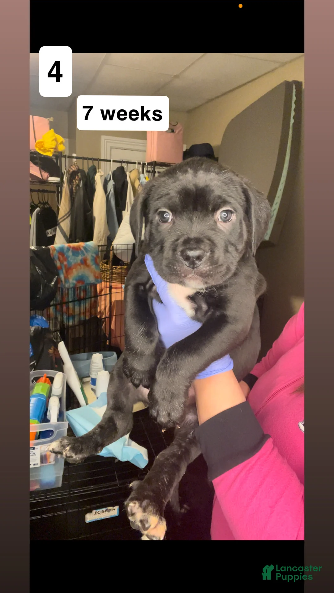 Cane Corso dogs for sale: Cane Corso Puppy 4 - Ad 1