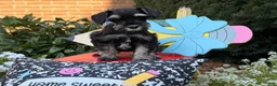 Miniature Schnauzer dogs for sale: Melody - Ad 2